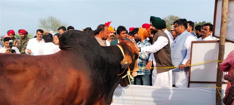 Punjab Government to organize National Cattle Breed Improvement Fair every year to promote Sahiwal breed: Laljit Singh Bhullar Punjab Government to organize National Cattle Breed Improvement Fair every year to promote Sahiwal breed: Laljit Singh Bhullar