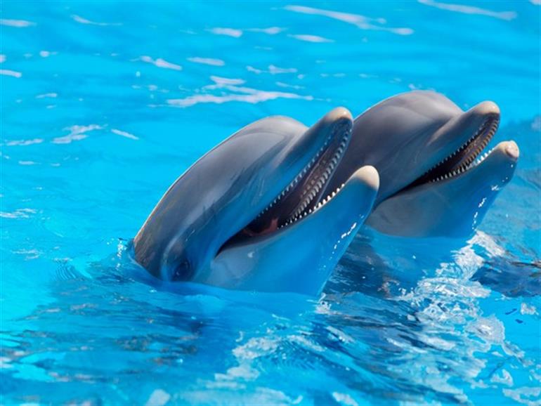 Over 100 dolphins dead in Amazon as it hits record-high temperature 