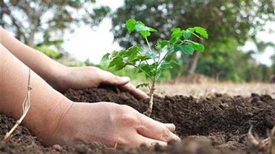 Haryana Targets Greener Future with Launch of Ek Ped Maa Ke Naam 2.0