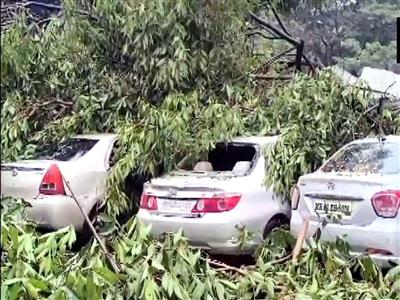 142 trees uprooted, 2 killed as heavy rains continue to batter Mumbai; civic body on high alert
