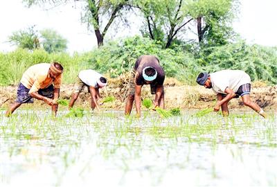 National Biodiversity Authority releases Rs 8.22 crore to rice research institutions, states under benefit-sharing mechanism